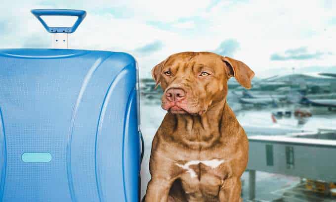 Dog waiting to travel with a ESA letter and luggage