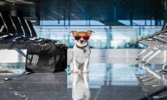Dog travelling with an ESA letter following Airline requirements