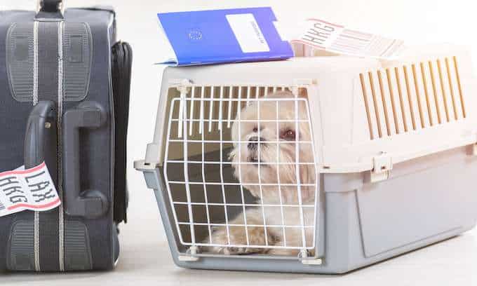 Dog travelling with an ESA letter in a pet kennel