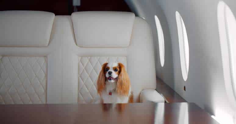 American Airlines Travel Guidelines for Emotional Service Animal