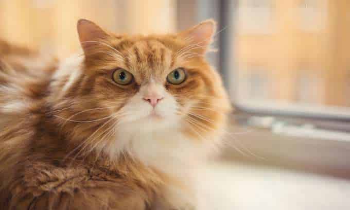 Best breeds for emotional support cats