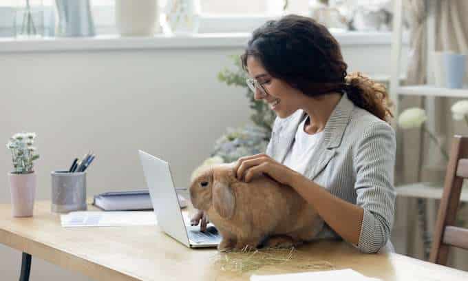 Can a Rabbit Be an Emotional Support Animal?