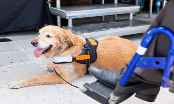 Service Animal laying down waiting to travel