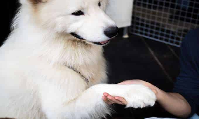 Dog hand shaking with human - friendship and pet training concept.