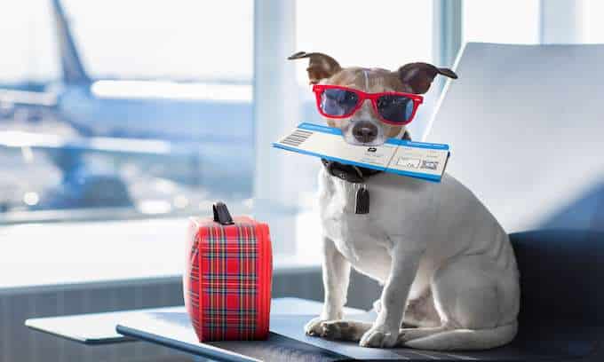 Emotional Support Dog ready to travel with an ESA letter