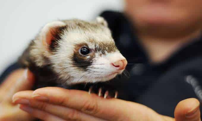 Emotional Support Ferret: Can Ferrets Help With Anxiety?