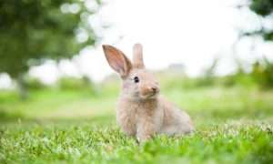 Emotional Support Rabbit concept. Rabbit looking to the right at a park