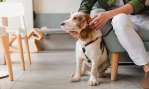 Everything You Need To Know About Emotional Support Pets