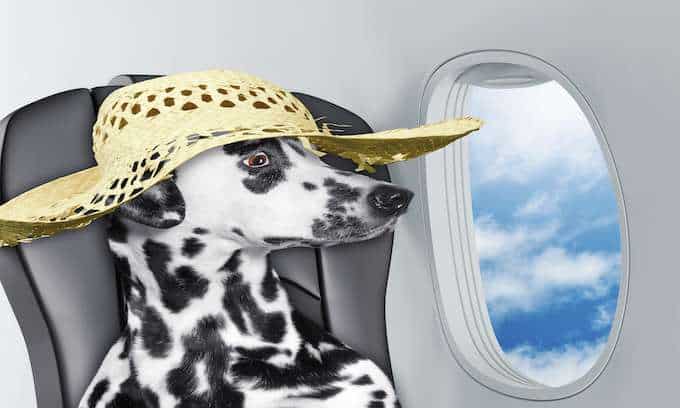 Top 10 most pet friendly airlines