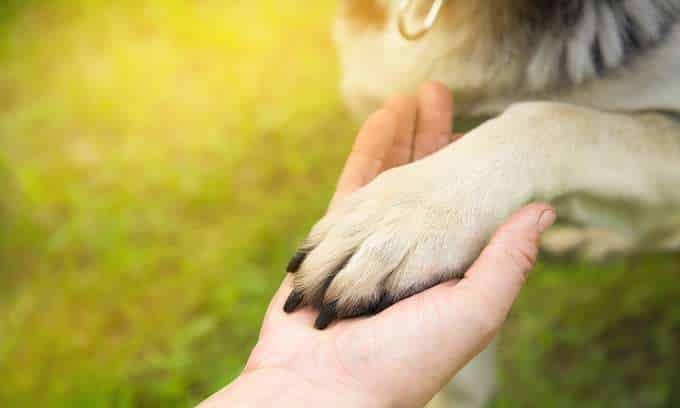 What Is an Emotional Support Dog? 