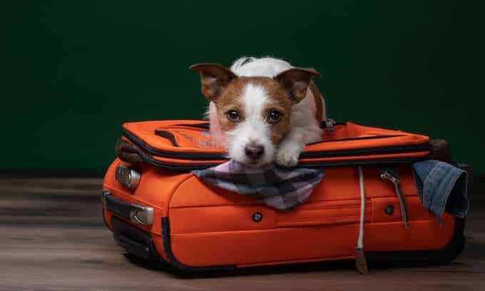 Which Airlines Allow Emotional Support Animals in 2022