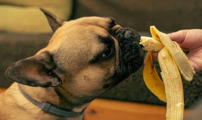 The hand of a French bulldog woman serves a semi-shelled banana, which the dog eats deliciously.