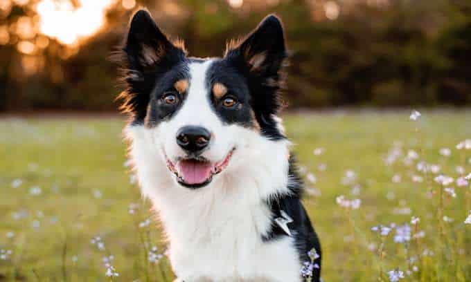 Collie dog breed