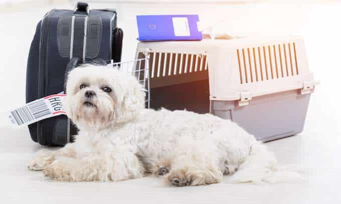 Things you need to know about United Airlines pet policy