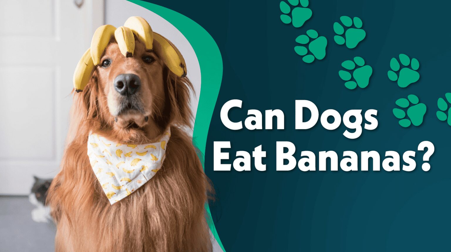 Can dogs eat bananas? Is it safe?