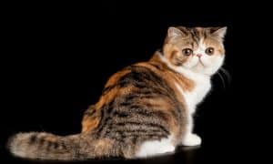 Exotic shorthair cat