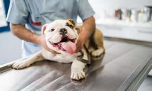 How Often Should You Take Your Dog to the Vet