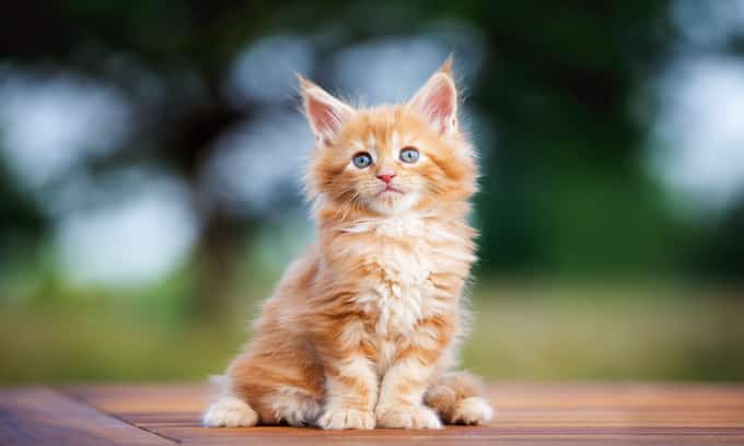 Best Emotional Support Cat Breeds | ESA Pet