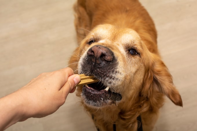 Do Golden Retrievers Require Special Dog Food?