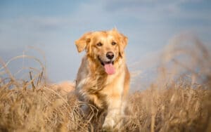 The Best Dog Food for Golden Retrievers
