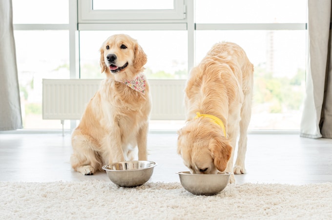 Things to Consider Before Picking the Best Food for Your Golden Retriever