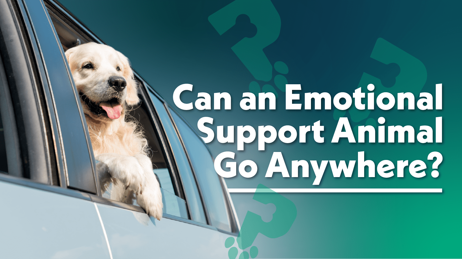 Can I Take My Emotional Support Dog Anywhere?