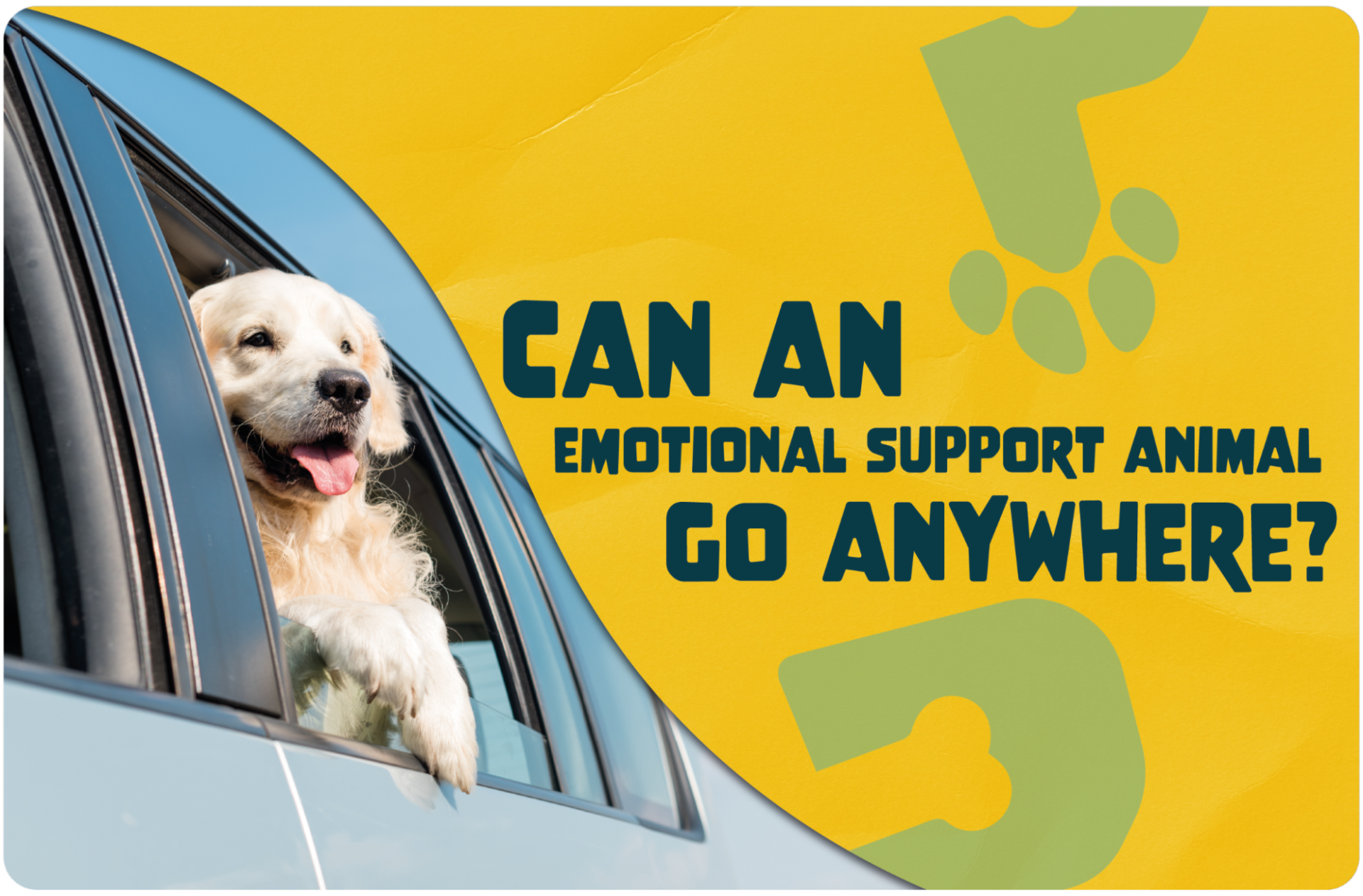 Can I Take My Emotional Support Dog Anywhere?