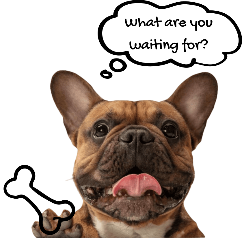 support-animal support-animal