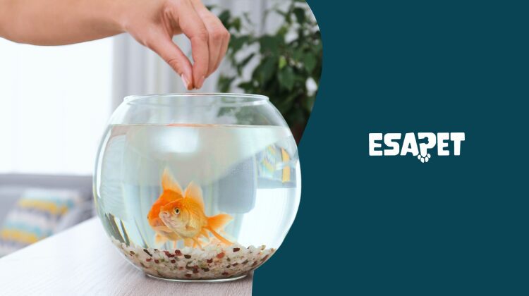 emotional support fish