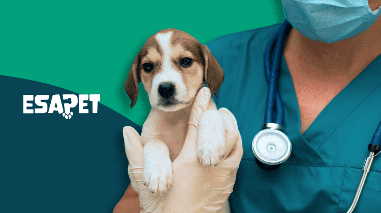 Best Pet Insurance Companies