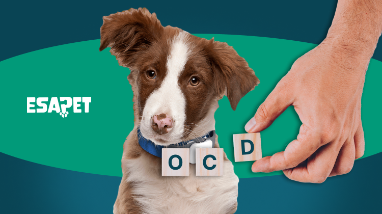 OCD Service Dog