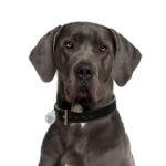 Great Dane