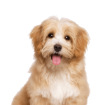 Havanese