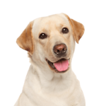 Labrador Retrievers