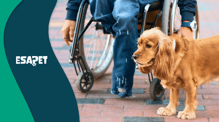 what disabilities qualify for a service dog