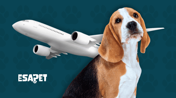 which airlines allow emotional support animals