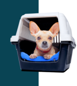 Dog In-Cabin Carrier