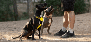 ESA training vs service dog training