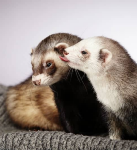 Ferrets Are Very Sociable