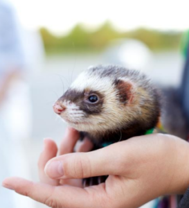 Ferrets are Peaceful and Quiet