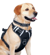 Dog with harness