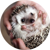 Hedgehog