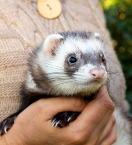 Housing For Ferrets