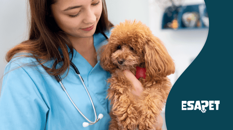 How to Choose Pet Insurance