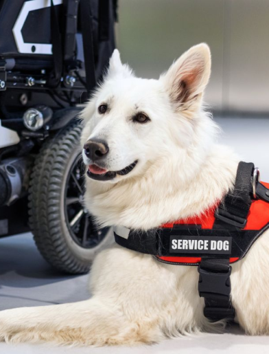 Signs of a Misrepresented Service Dog