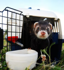 Traveling With Ferrets