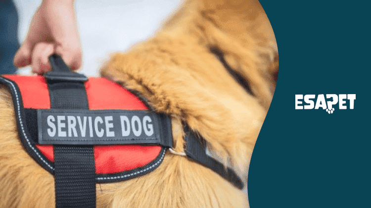 real service dog vest vs fake