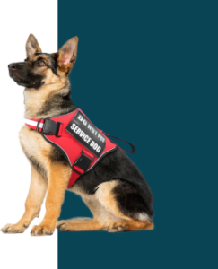 service dog training