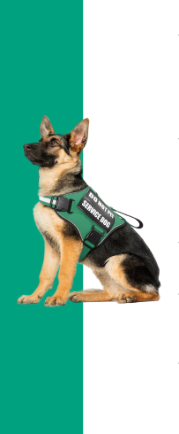 Dogs as Service Animals