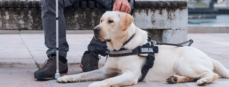 Emotional Support Animal vs. Service Dog vs. Therapy Animals